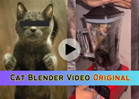 cat blender footage|To everyone who saw the Cat Blender Video, why did you seek。